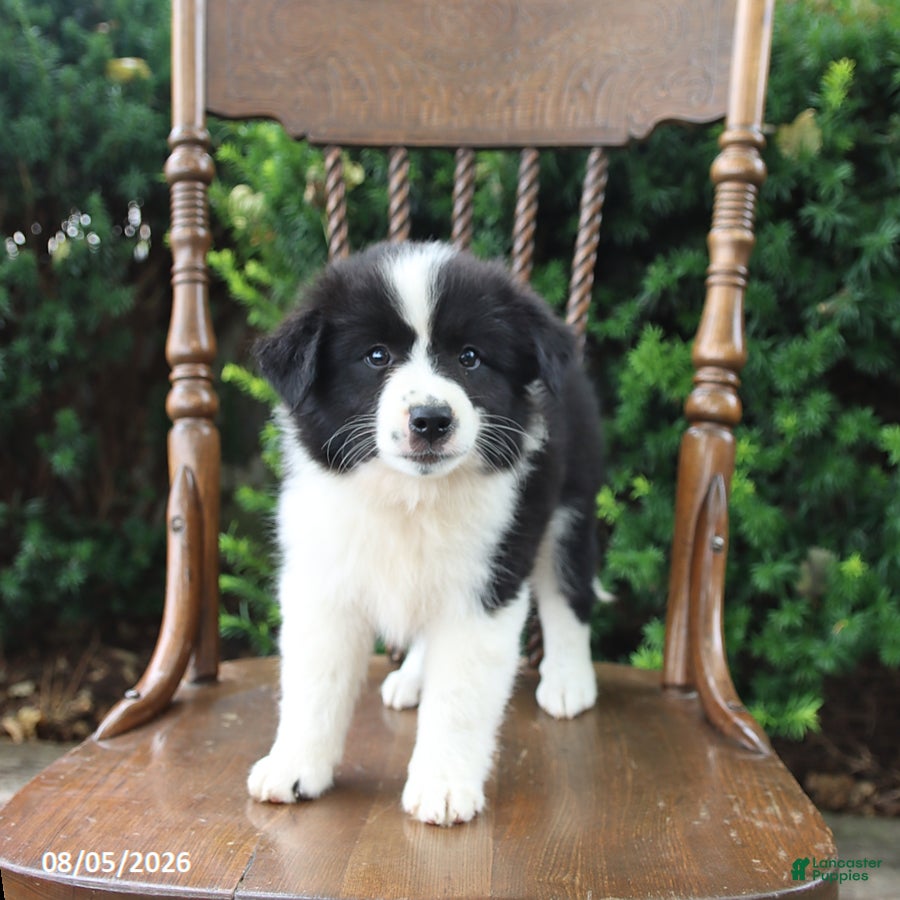 Mixed Breed dogs for sale: Daphne - Ad 2