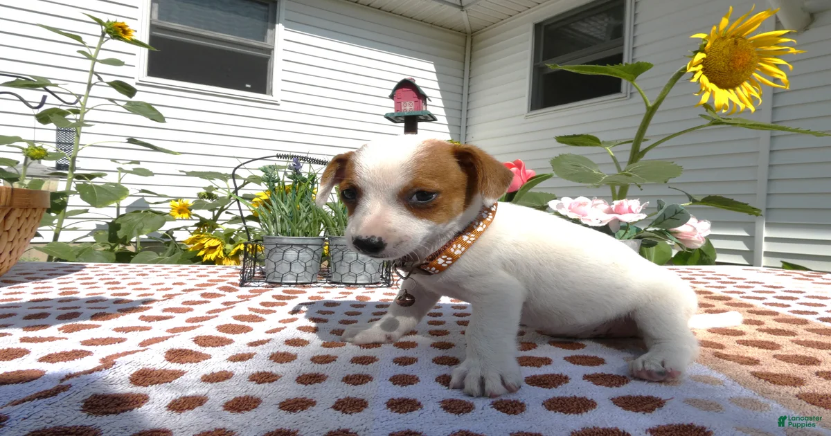 Jack Chi Puppies for sale in Ohio | Lancaster Puppies