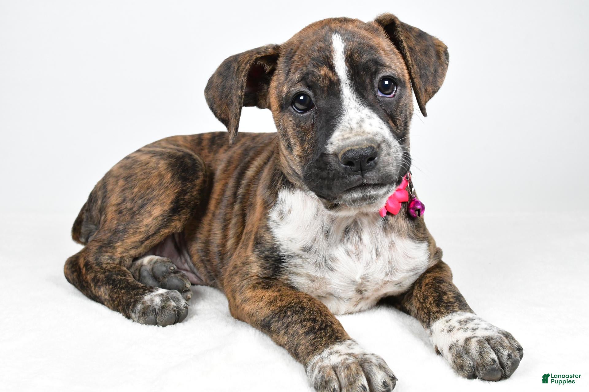Boxer dogs for sale: Roxan Boxer mix - Ad 2