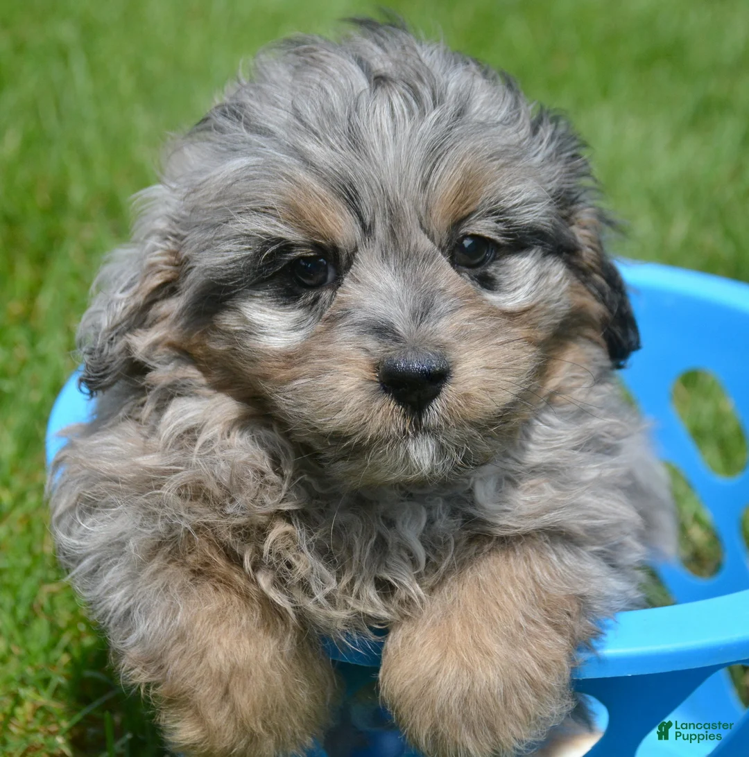 Bernedoodle dogs for sale: Blue Bernedoodle 3 - Ad 2