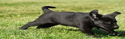 Labrador Retriever dogs for sale: Lacey - Ad 2