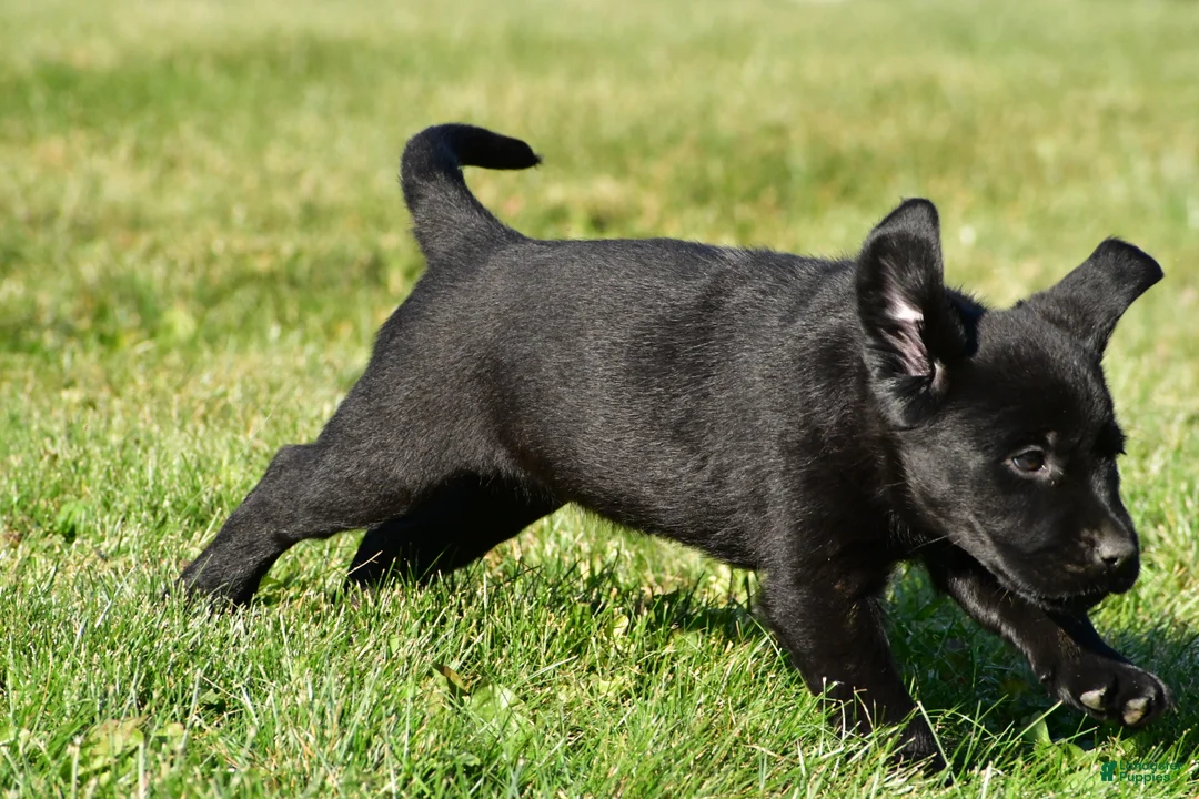 Labrador Retriever dogs for sale: Lacey - Ad 2