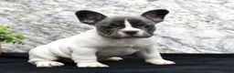 French Bulldog dogs for sale: Pearl - Ad 4