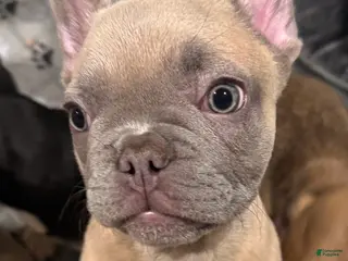 French Bulldog dogs Zina - Ad 16