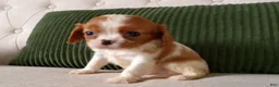 Cavalier King Charles Spaniel dogs for sale: Quillin - Ad 3