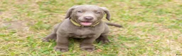 Labrador Retriever dogs for sale: Yellow- Female - Ad 2