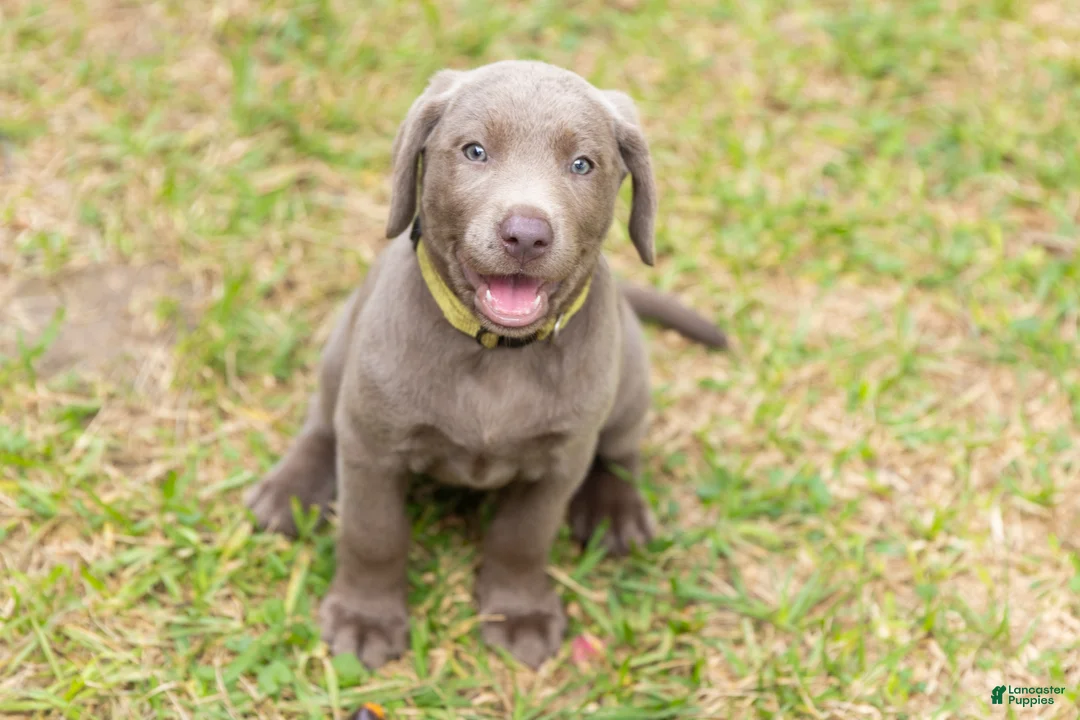 Labrador Retriever dogs for sale: Yellow- Female - Ad 2