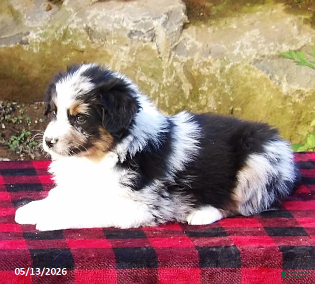 Australian Shepherd dogs for sale: Dawn - Ad 2