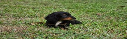 Miniature Dachshund dogs for sale: Rhonda  - Ad 4