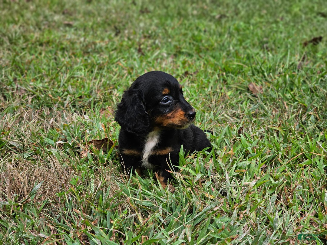 Miniature Dachshund dogs for sale: Rhonda  - Ad 4