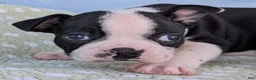 Boston Terrier dogs for sale: Mr. Kringle - Ad 4