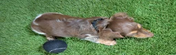 Miniature Dachshund dogs for sale: Sweetie Boy 6 - Ad 3