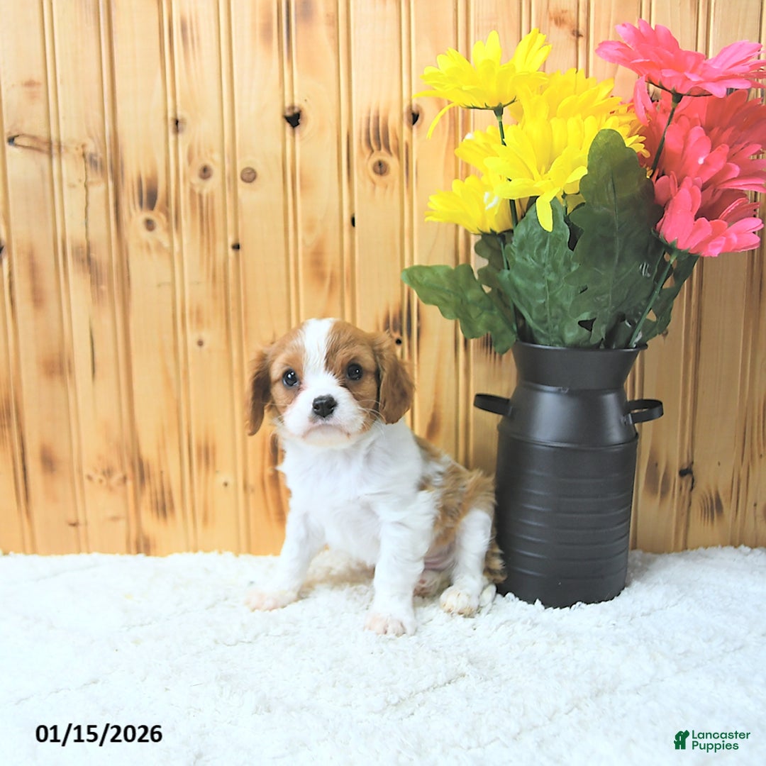 Cavalier King Charles Spaniel dogs for sale: Cupid - Ad 5