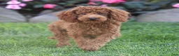 Toy Poodle dogs for sale: Roxy Toy Poodle Puppy  - Ad 2