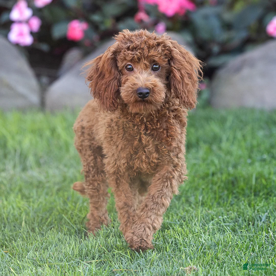 Toy Poodle dogs for sale: Roxy Toy Poodle Puppy  - Ad 2