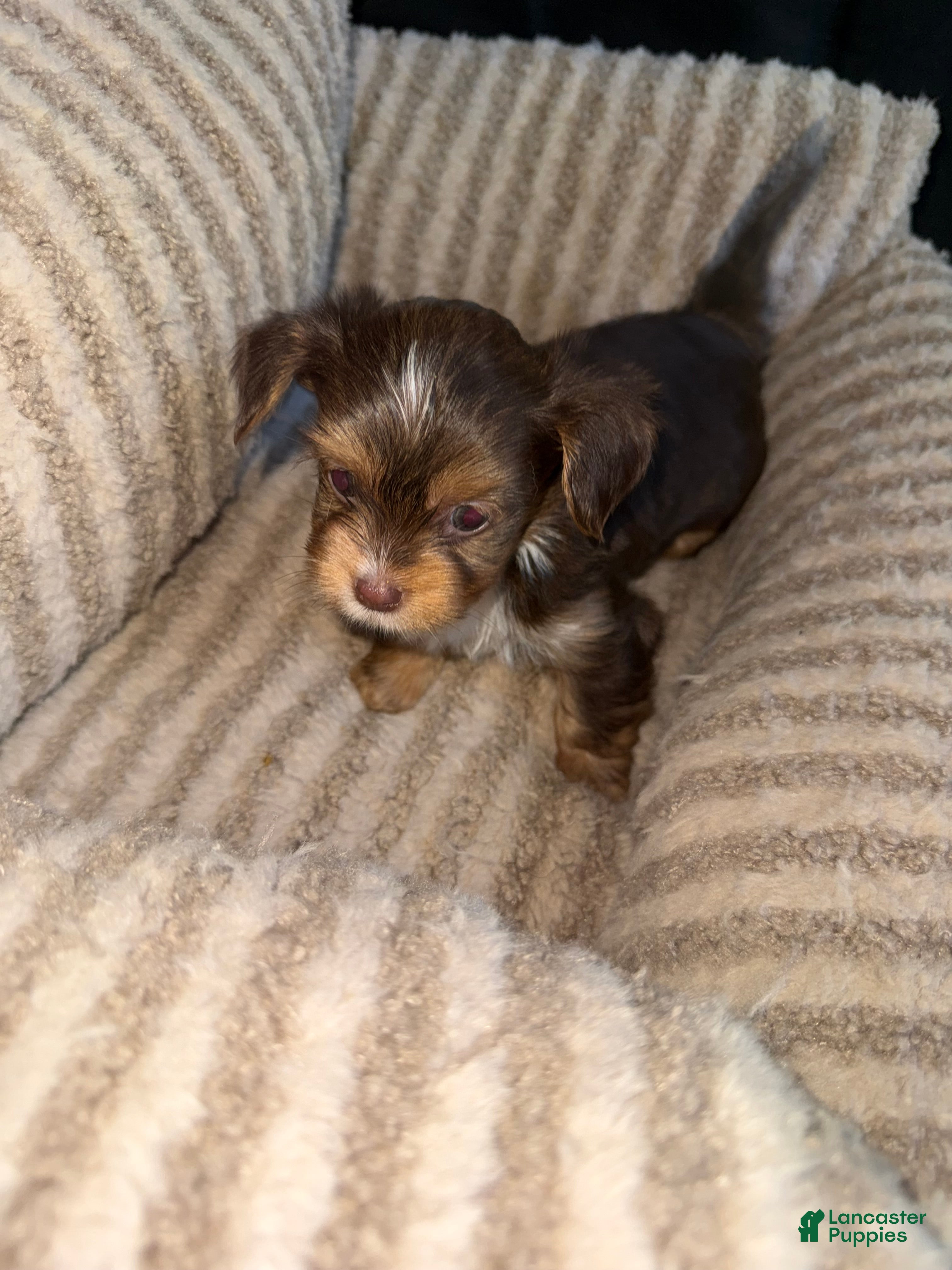 Yorkshire Terrier dogs Mars - Ad 1
