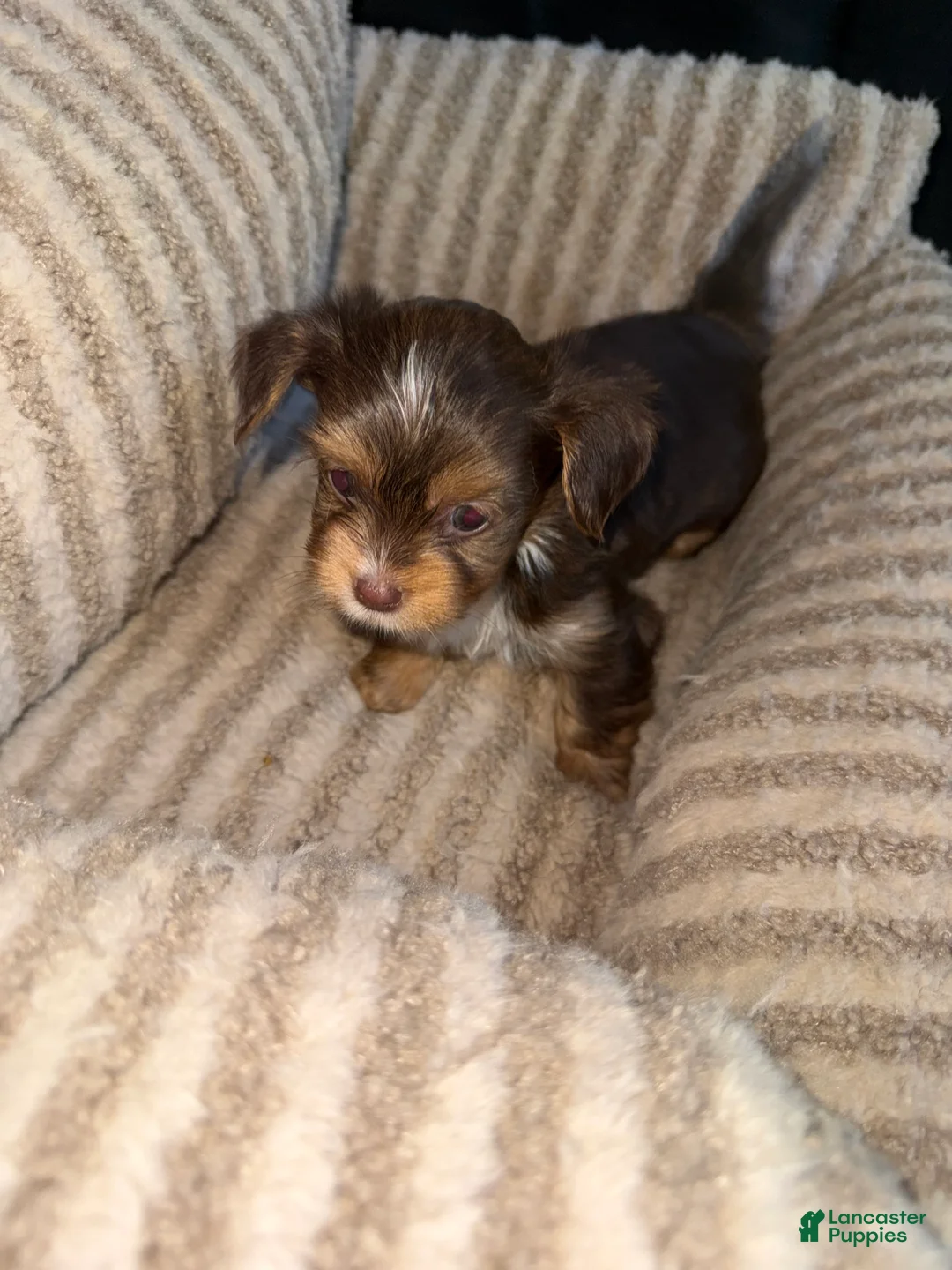 Yorkshire Terrier dogs for sale: Mars - Ad 1