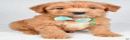 Mixed Breed dogs for sale: Tobias - Ad 7