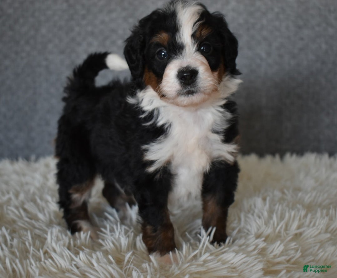 Mini Bernedoodle dogs for sale: Marley  - Ad 3