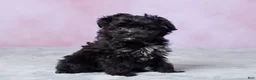 Aussiedoodle dogs for sale: Oreo - Ad 3