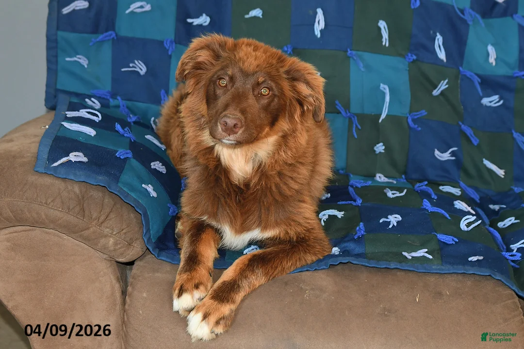 Mixed Breed dogs for sale: Chloe - Ad 1