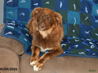 Mixed Breed dogs for sale: Chloe - Ad 1