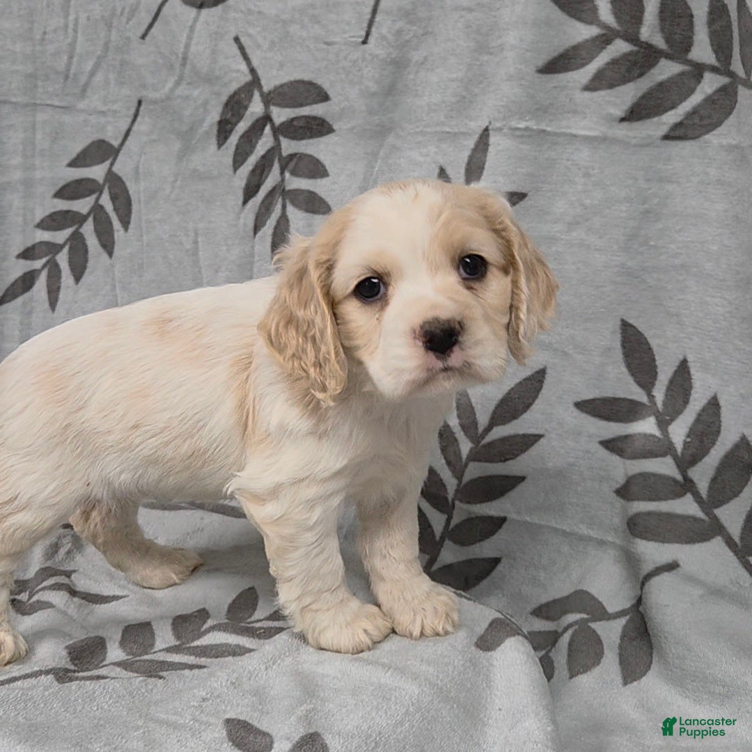Cocker Spaniel dogs White Rabbit - Ad 3