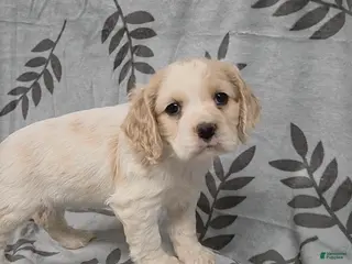 Cocker Spaniel dogs White Rabbit - Ad 3