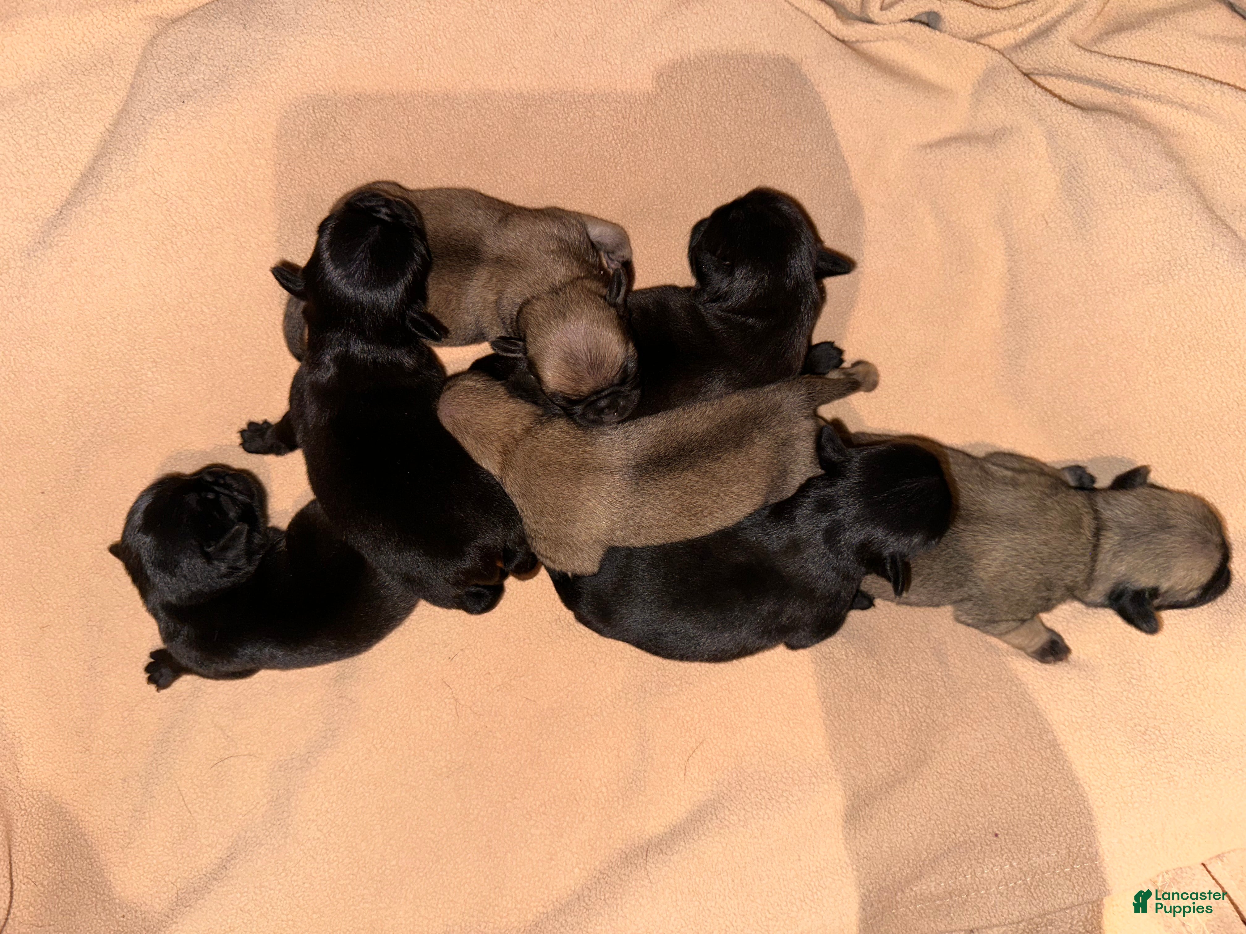 Pug dogs Max - Ad 19