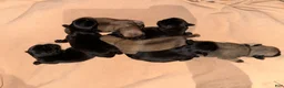 Pug dogs for sale: Max - Ad 1