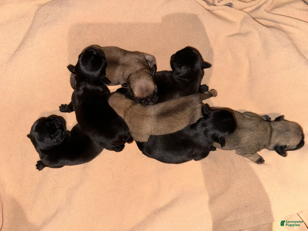 Pug dogs for sale: Max - Ad 1