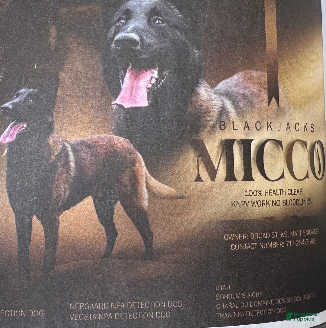 Belgian Malinois dogs for sale: Russell - Ad 5