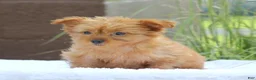 Yorkshire Terrier dogs for sale: Macy - Ad 4