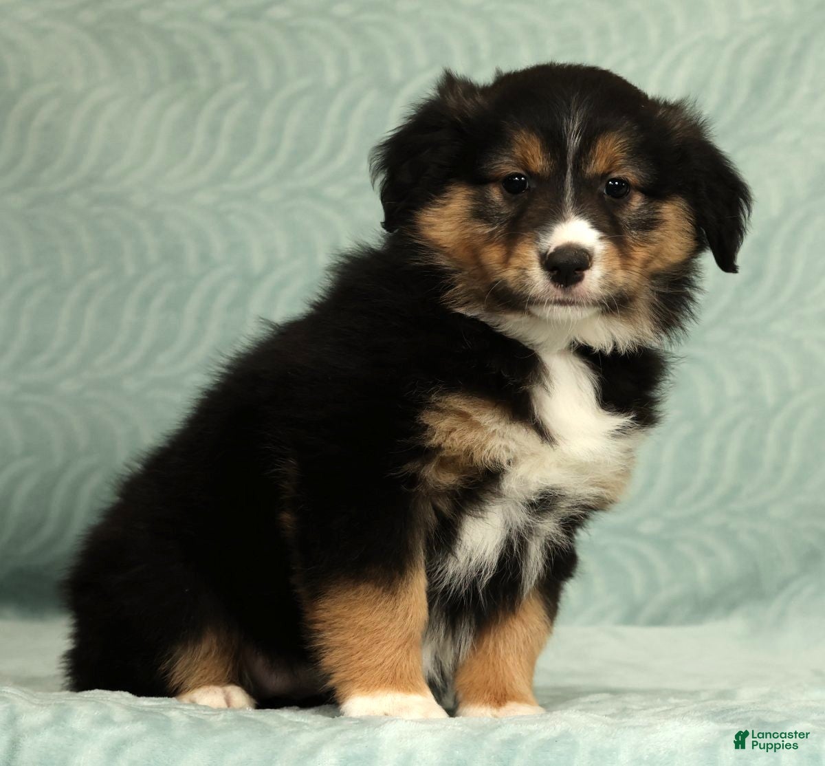 Australian Shepherd dogs for sale: Maisy - Ad 5