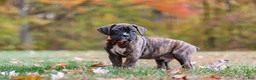Boxer dogs for sale: Miles - Ad 3