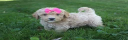 Mini Goldendoodle dogs for sale: Daisy 🎀 - Ad 7
