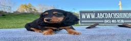 Miniature Dachshund dogs for sale: Russian  - Ad 4