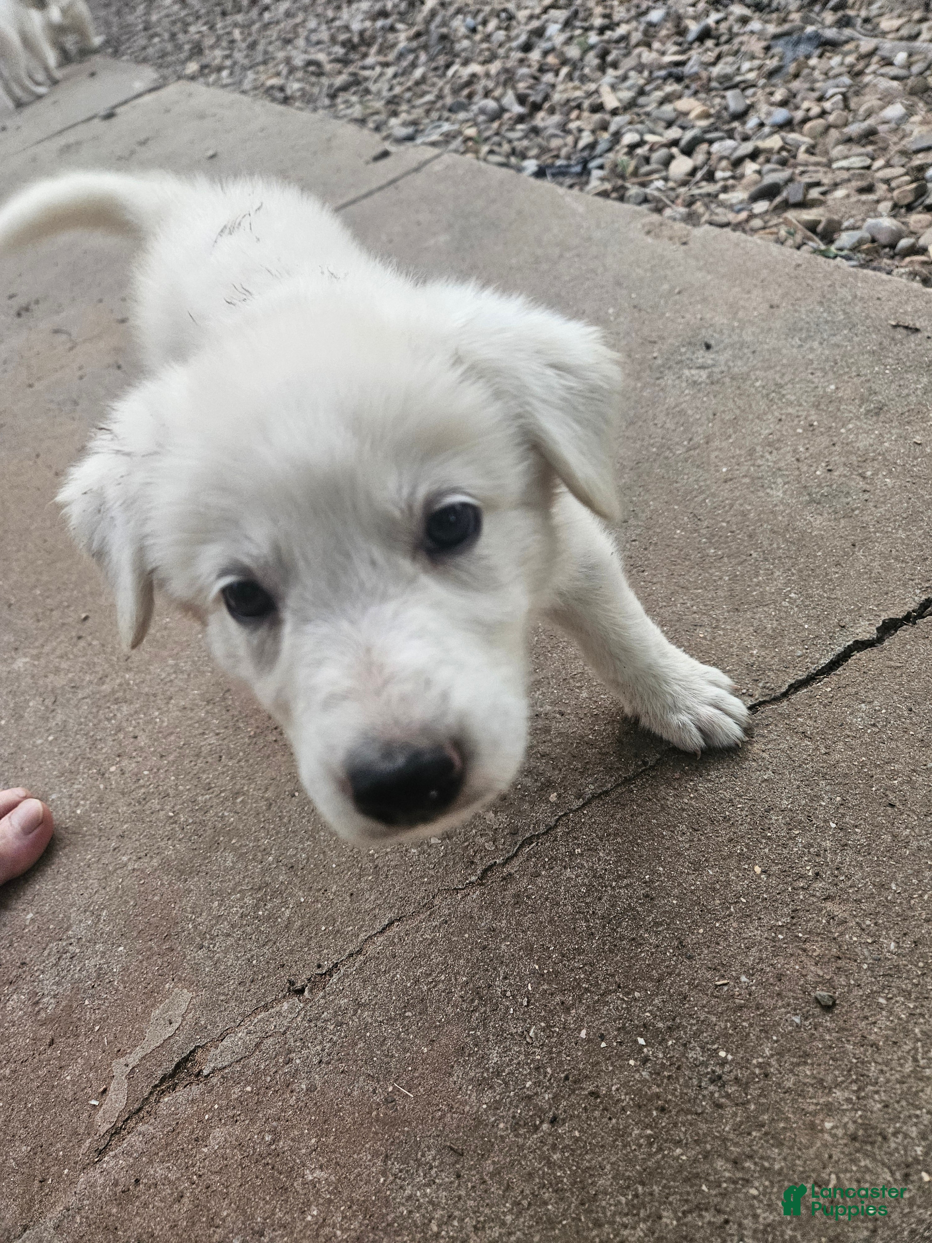 Mixed Breed dogs for sale: Mixed Breed 6 - Ad 2