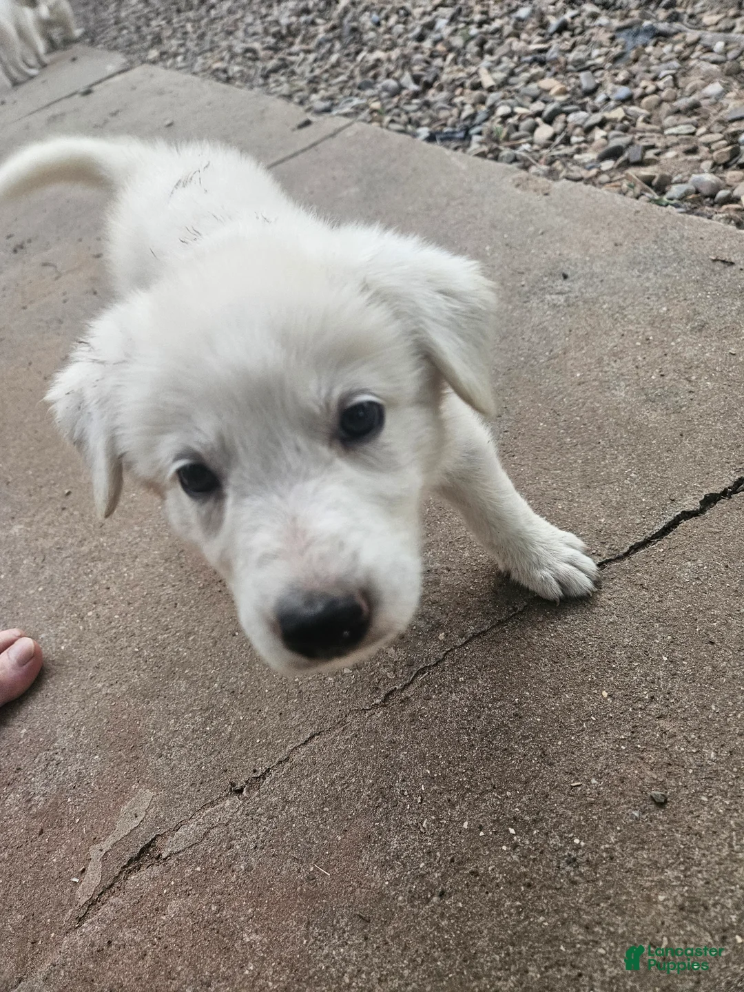 Mixed Breed dogs for sale: Mixed Breed 6 - Ad 1
