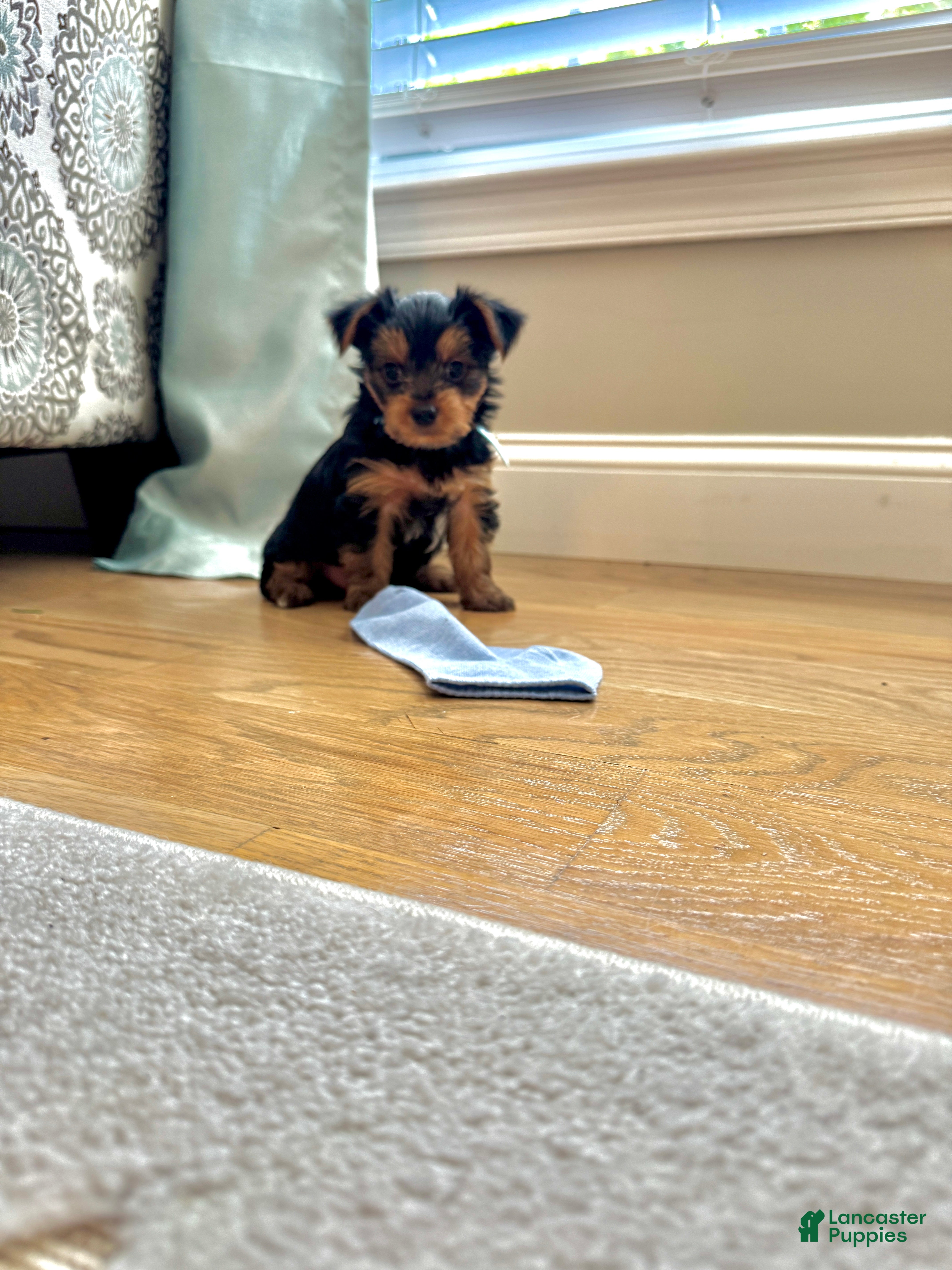 Yorkshire Terrier dogs Ralphie - Ad 2