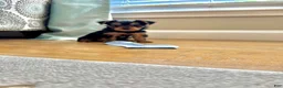 Yorkshire Terrier dogs for sale: Ralphie - Ad 2