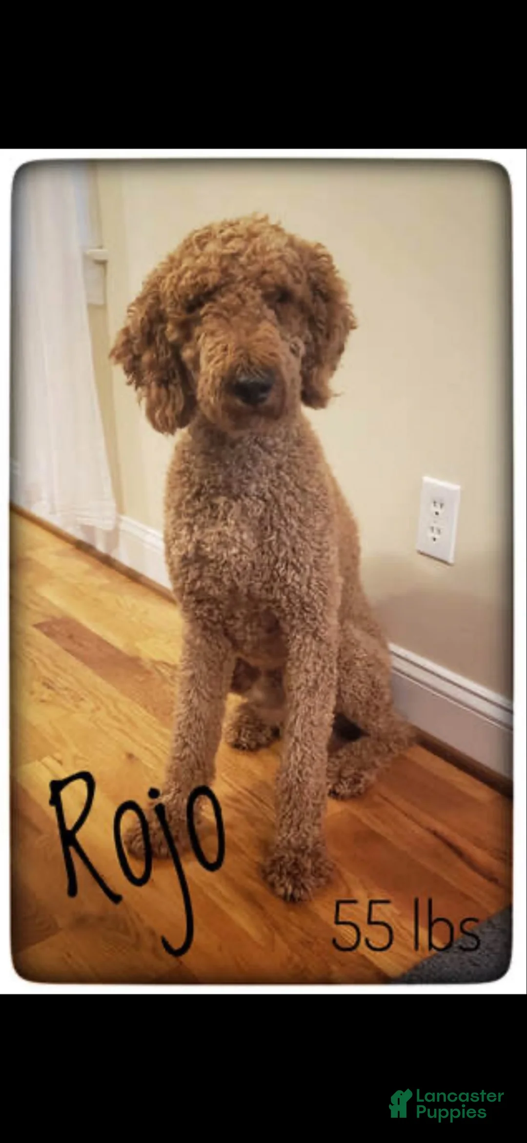 Goldendoodle dogs for sale: Penny  - Ad 4