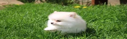 Pomeranian dogs for sale: Charlie  - Ad 8
