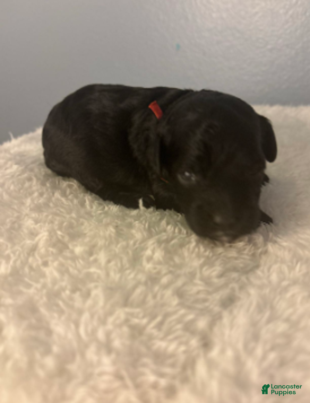 Cavapoo dogs for sale: Holly - Ad 2