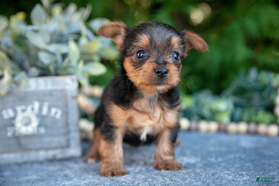 Yorkshire Terrier dogs for sale: Kaylee - Ad 3