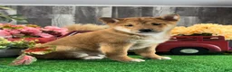 Shiba Inu dogs for sale: Indian  - Ad 6
