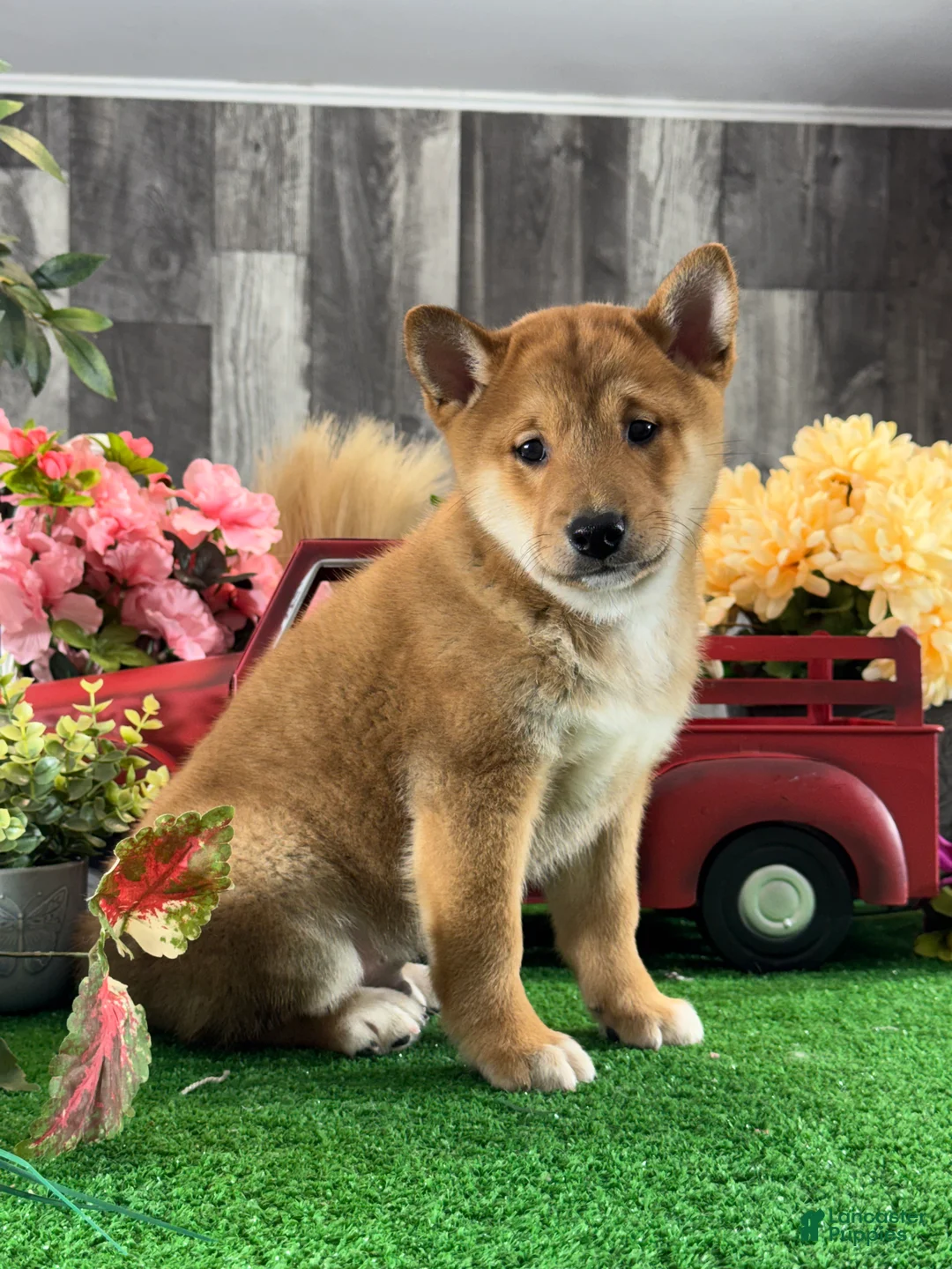 Shiba Inu dogs for sale: Indian  - Ad 6