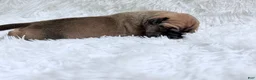 Great Dane dogs for sale: Hazelnut - Ad 8