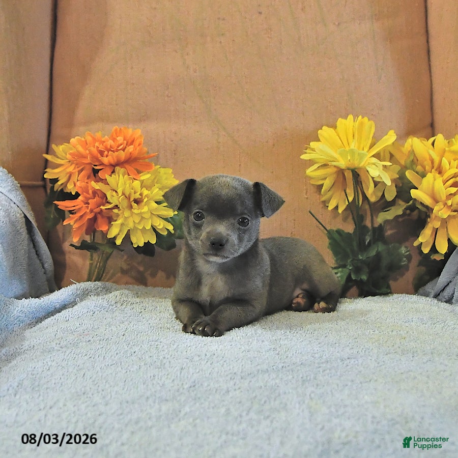 Chihuahua dogs Fritz - Ad 1
