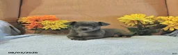 Chihuahua dogs for sale: Fritz - Ad 1